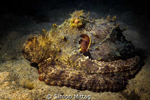 Octopus Tetricus by Simon Mittag 